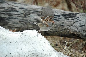 Sparrow, American Tree, 2006-03159005 Parker River NWR, MA